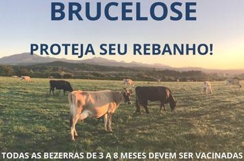 Campanha de vacinaÃ§Ã£o bovina contra a brucelose