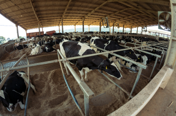 RANKING DA PRODUÇÃO LEITEIRA NACIONAL