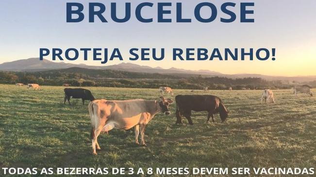 Campanha de vacinaÃ§Ã£o bovina contra a brucelose