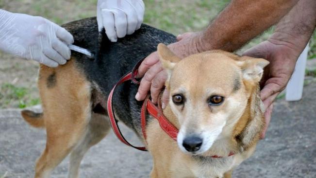 Alerta - Registrado caso de raiva na zona rural de Arapoti
